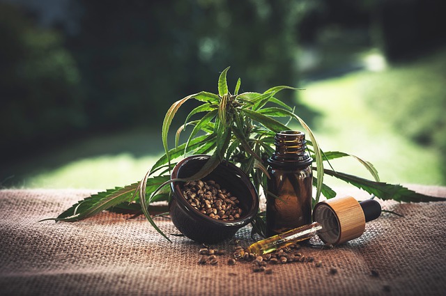 Le cannabis et ses vertus thérapeutiques